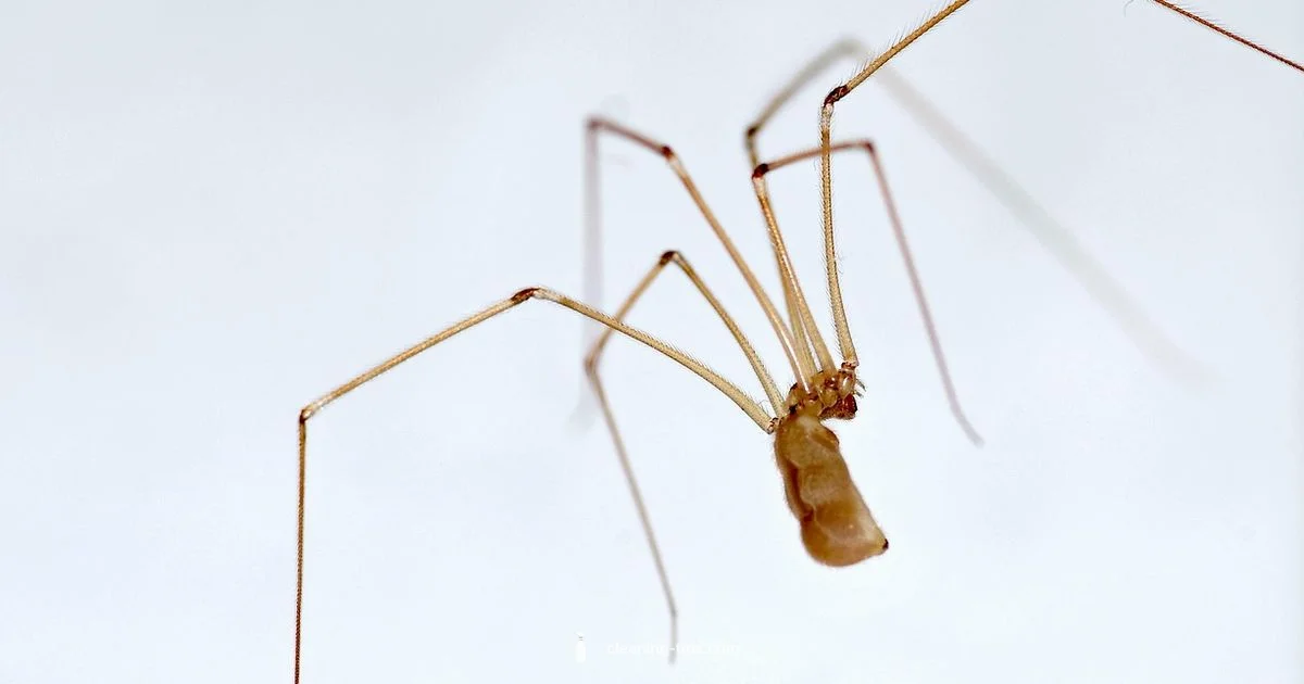 Post Construction Cleanup - Cleaning Tips