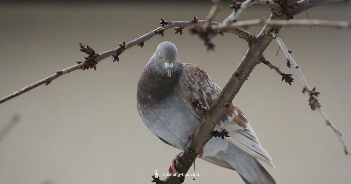 Confession Talk - Cleaning Tips