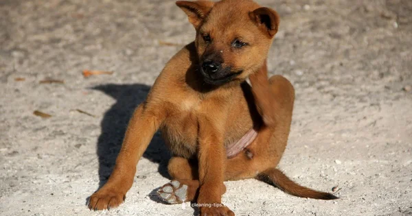 Flea Cleanup Guide - Cleaning Tips