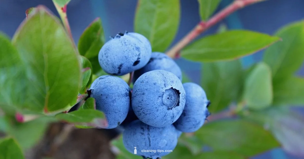 Clean Blueberries - Cleaning Tips