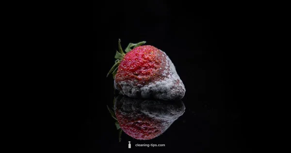 Mold Cleanup Guide - Cleaning Tips