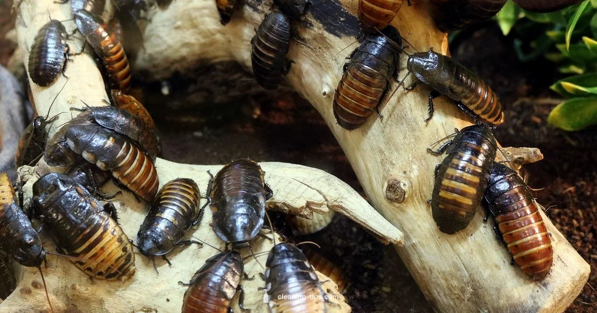 Clean Home Roaches - Cleaning Tips