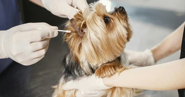 Gentle Ear Care - Cleaning Tips