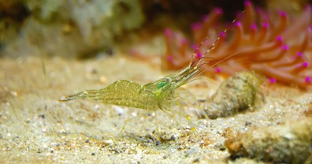 Cleaner Shrimp Guide Cleaner Shrimp Guide - Cleaning Tips
