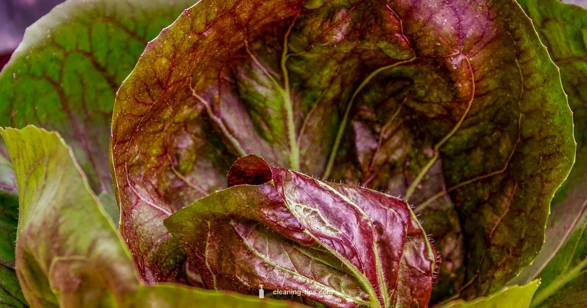 Eco Green Cleaning Eco Green Cleaning - Cleaning Tips