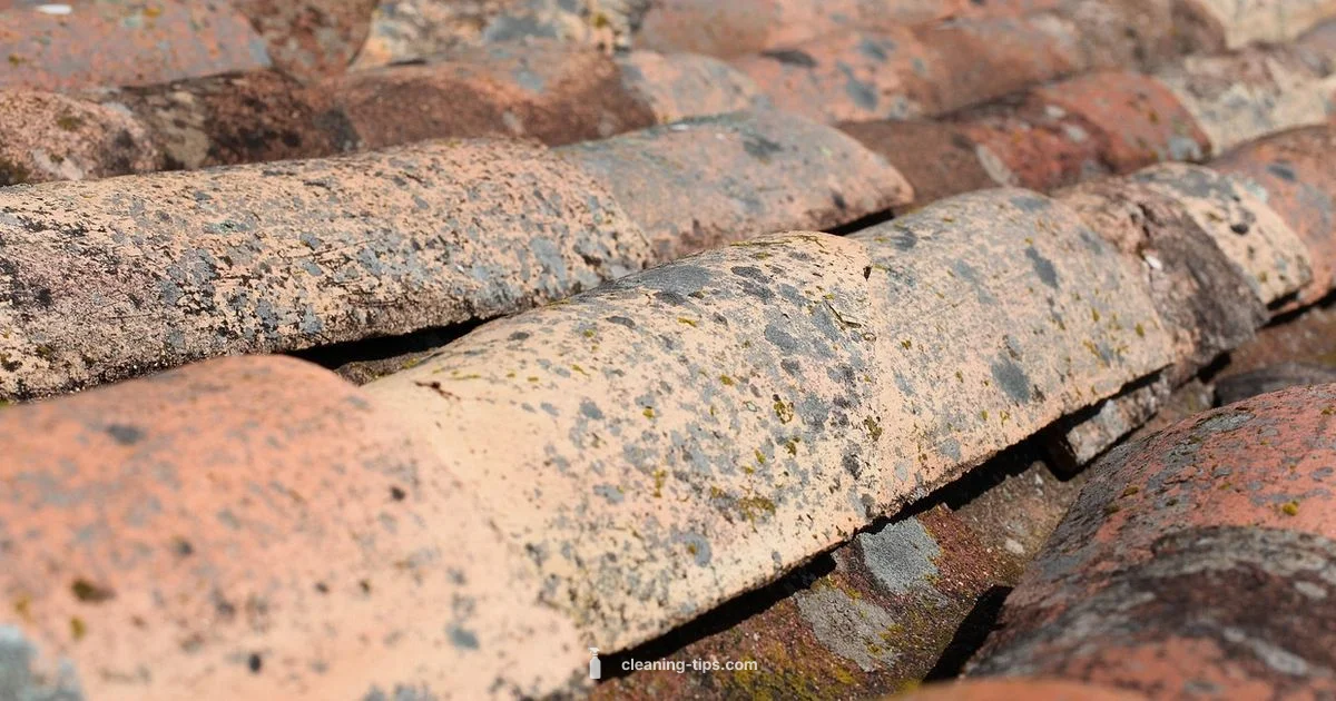 Roof Clean Guide - Cleaning Tips