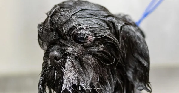 Dog Grooming Guide - Cleaning Tips