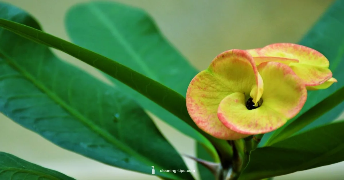 Air-Cleaning Plants Air-Cleaning Plants - Cleaning Tips