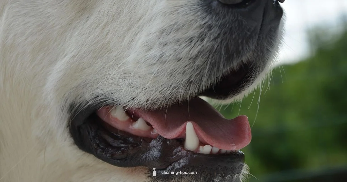 Healthy Tongue Look - Cleaning Tips