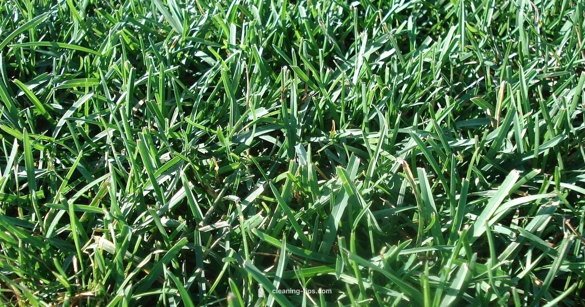 Clean Turf Grass Clean Turf Grass - Cleaning Tips