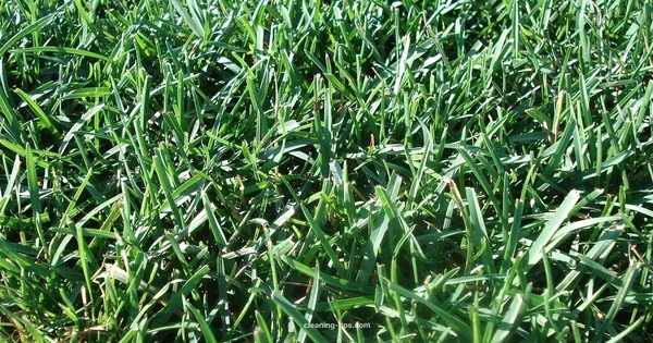 Clean Turf Grass - Cleaning Tips