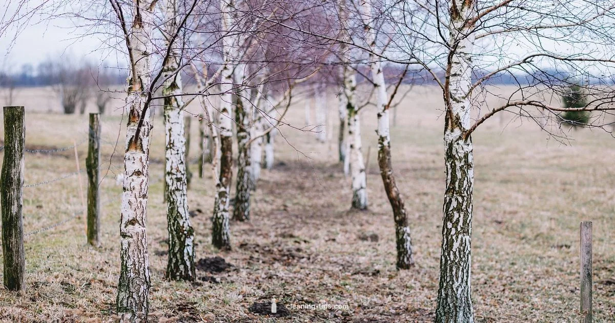 Squeaky Clean Guide Squeaky Clean Guide - Cleaning Tips