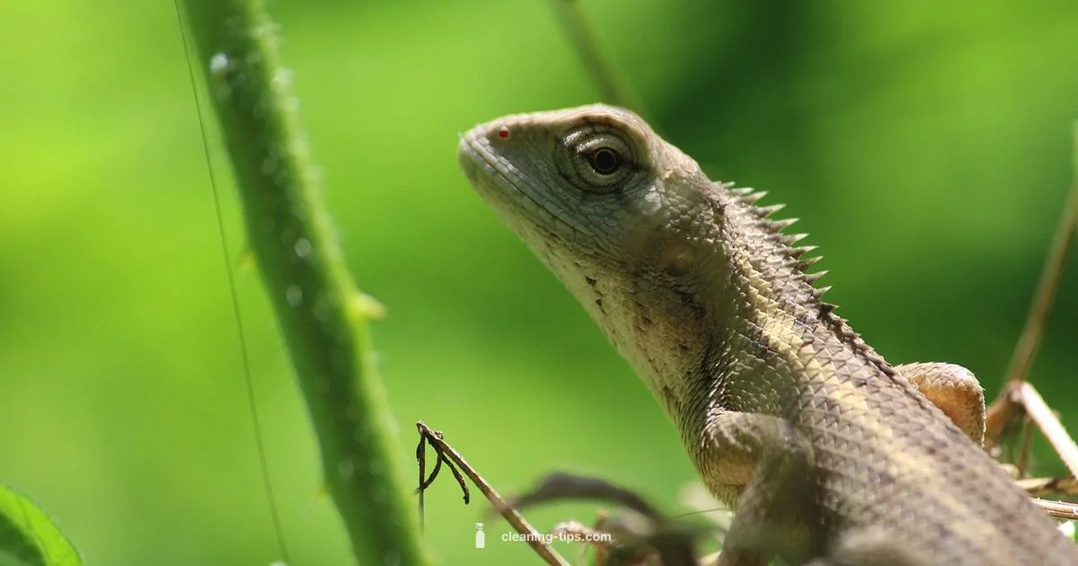 Eco Cleaning Guide - Cleaning Tips