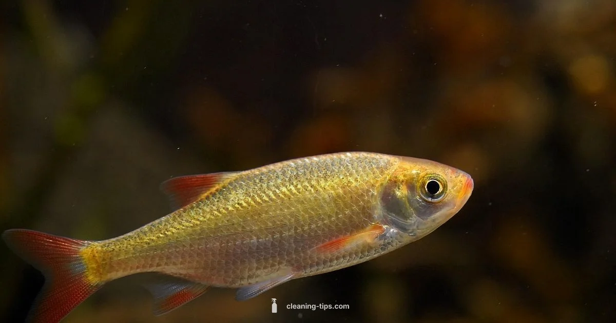 Tank Maintenance - Cleaning Tips