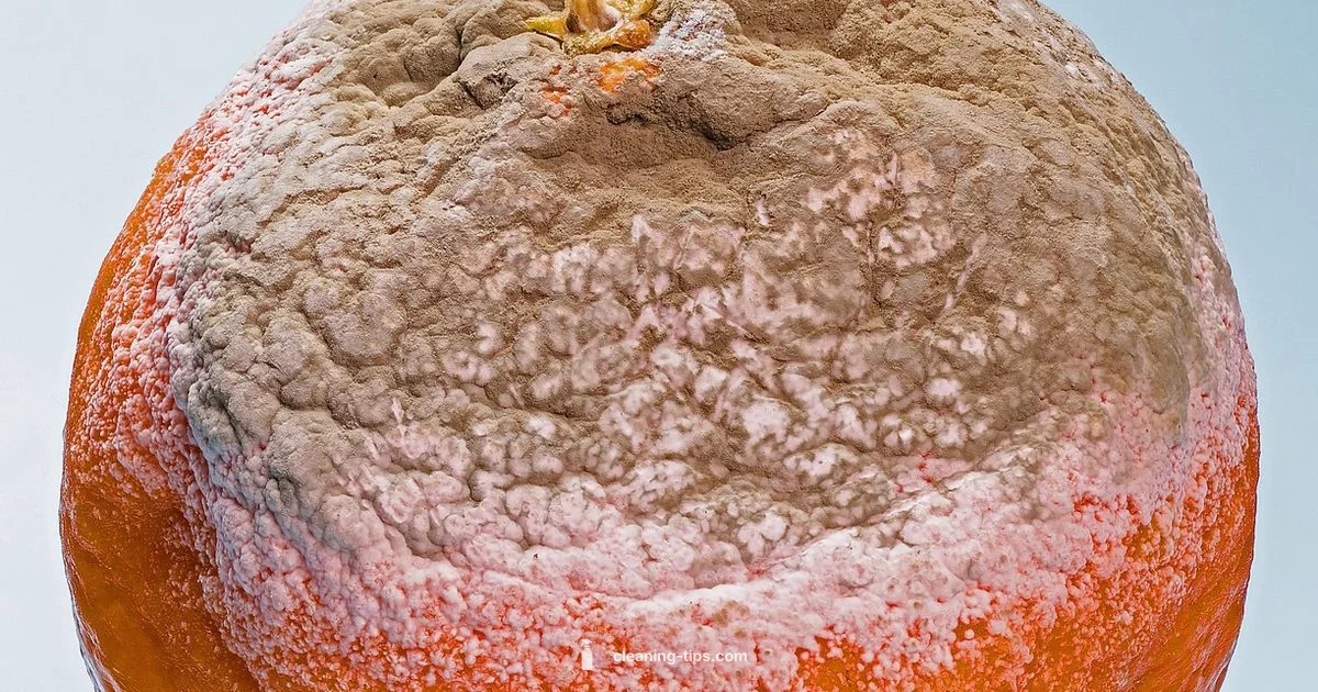 Mold on Clothes - Cleaning Tips