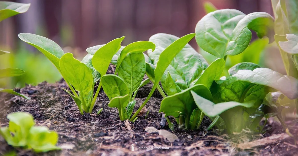 Natura Clean Guide - Cleaning Tips