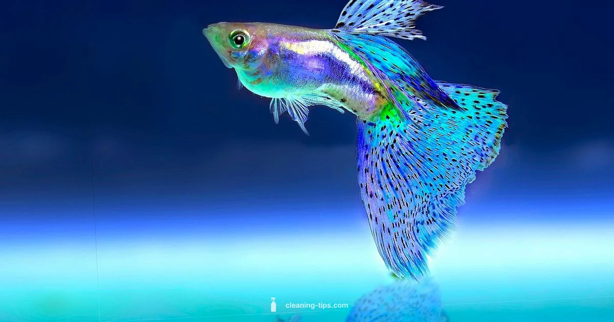 Clean Aquarium Routine - Cleaning Tips