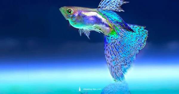 Clean Aquarium Routine - Cleaning Tips