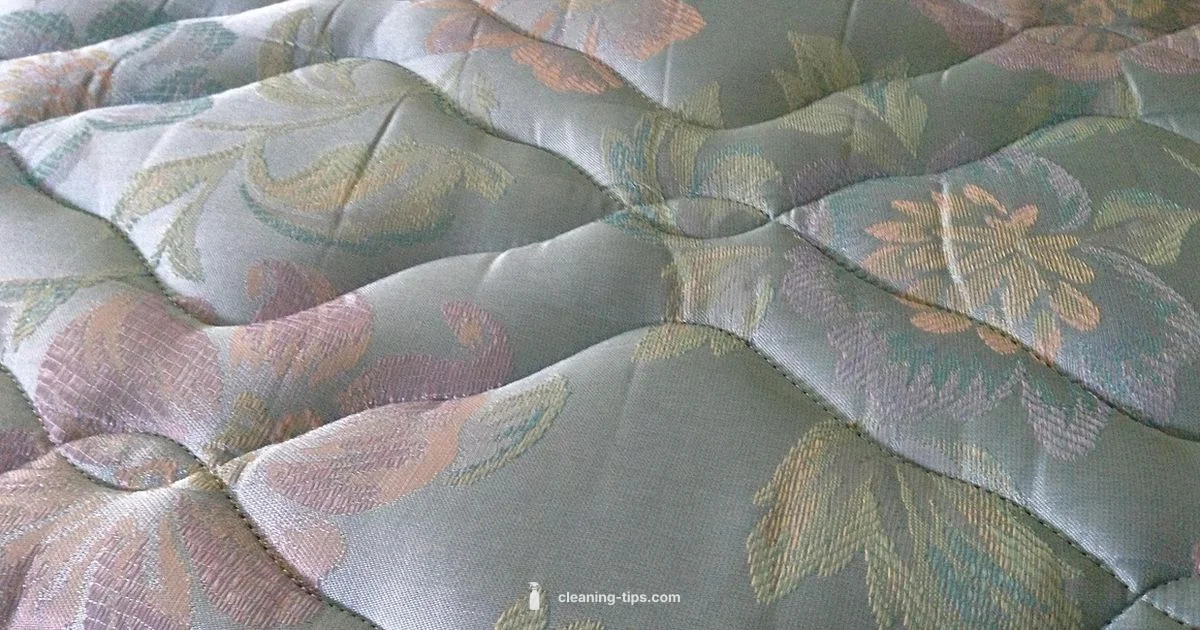 Pee Stain Relief - Cleaning Tips