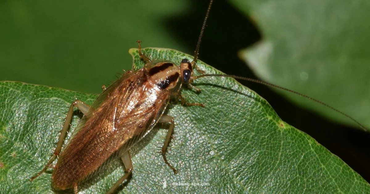 Roach-Proof Your Home - Cleaning Tips