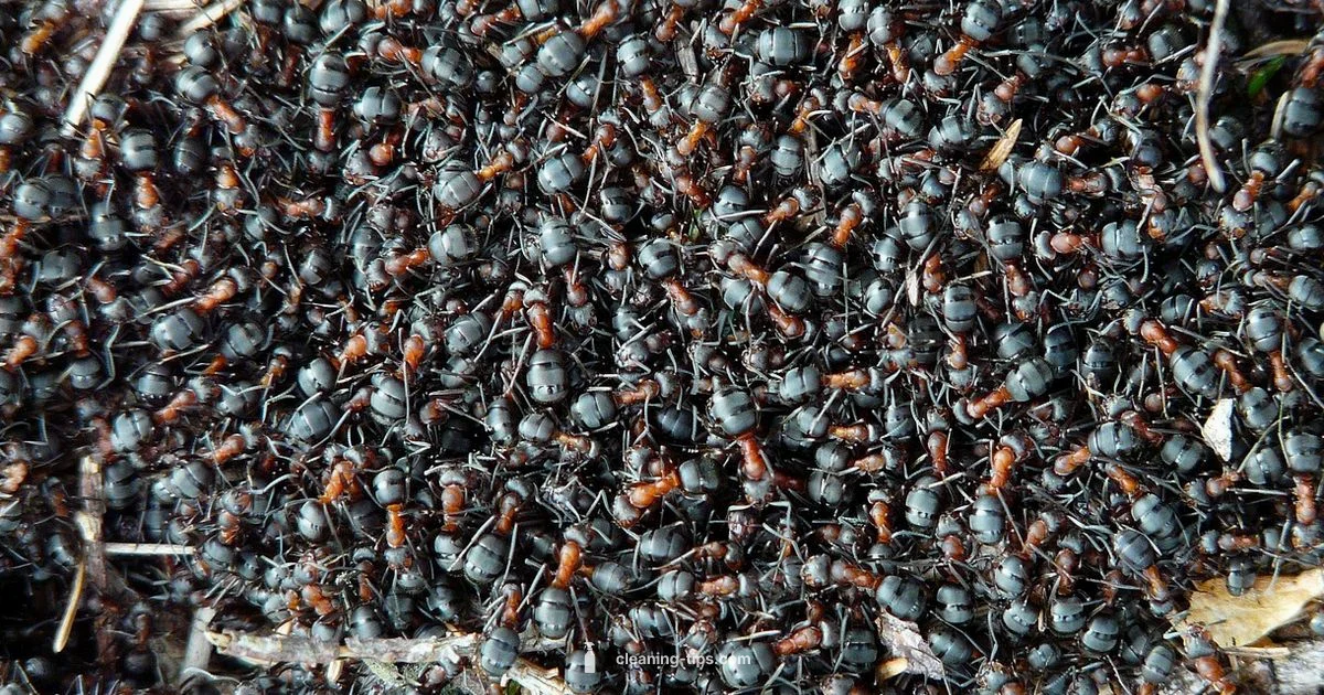 Formica Cleaning Guide - Cleaning Tips