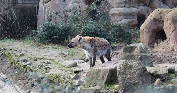 Planet Zoo Cleanliness Fix - Cleaning Tips