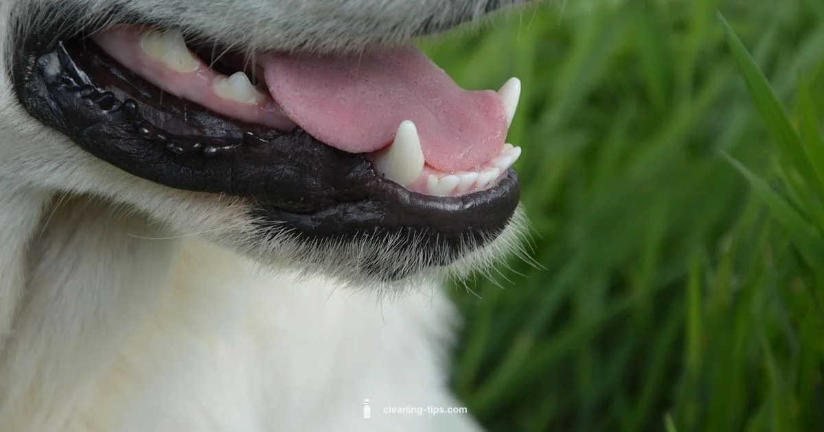 Bright Dog Smile - Cleaning Tips