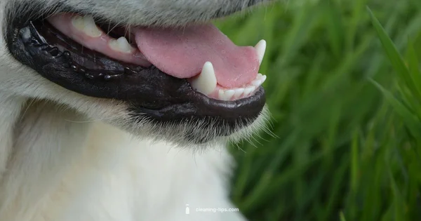 Bright Dog Smile - Cleaning Tips