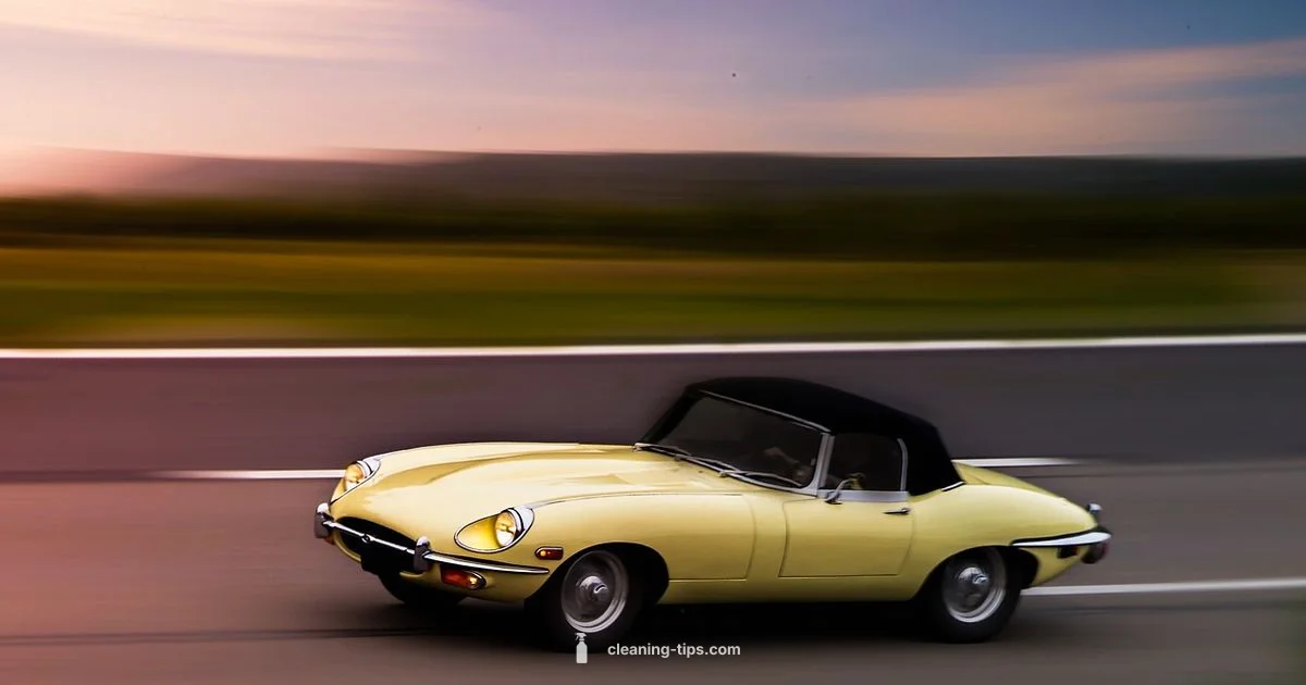 Bug Clean-Up Guide - Cleaning Tips