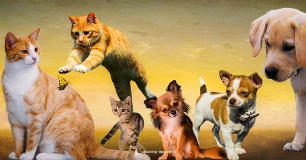 Dog-Friendly Cleaning - Cleaning Tips