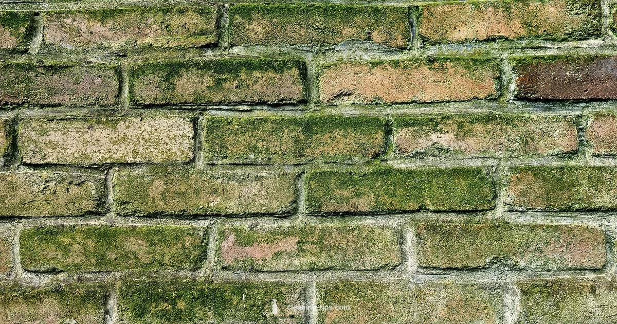 Mold Cleanup Essentials - Cleaning Tips