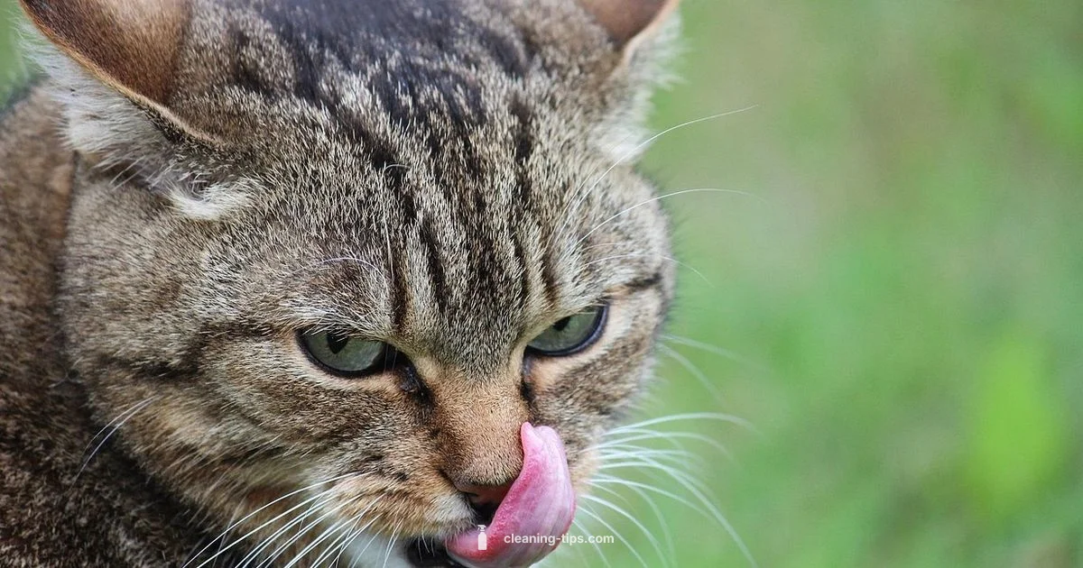 Tongue Hygiene Tongue Hygiene - Cleaning Tips