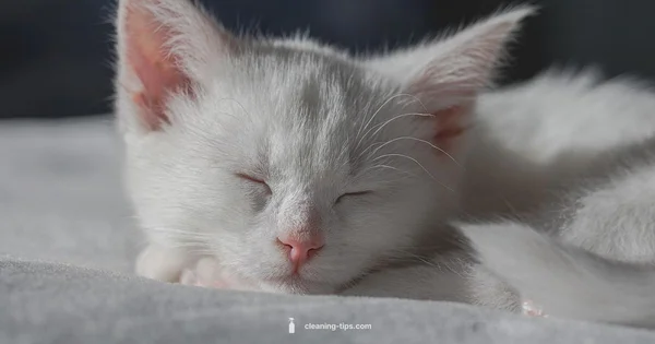 Clean Kitty Litter Setup - Cleaning Tips