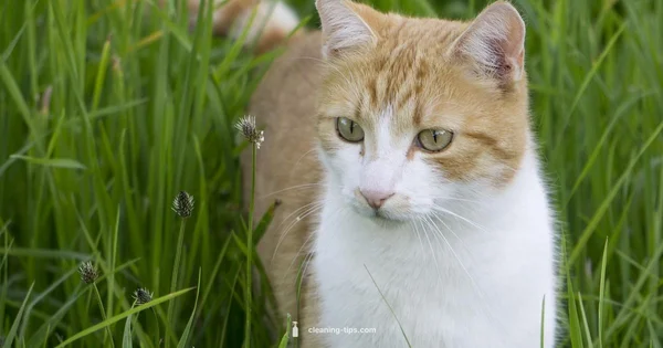 Clean Box, Happy Cat - Cleaning Tips