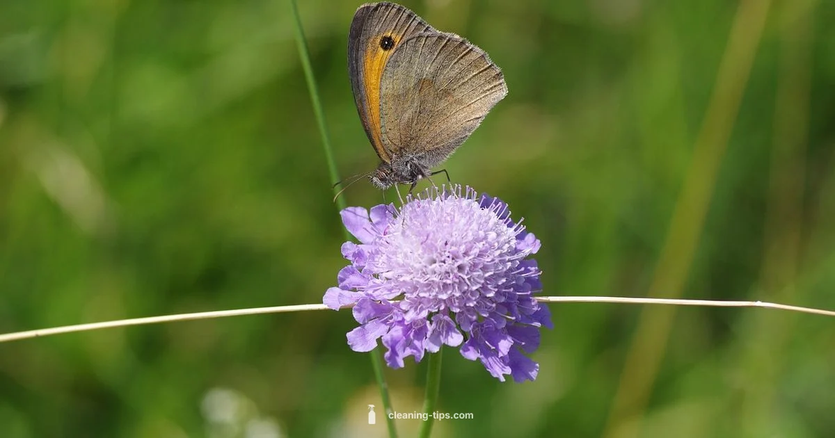 Clean Oxtail Prep - Cleaning Tips