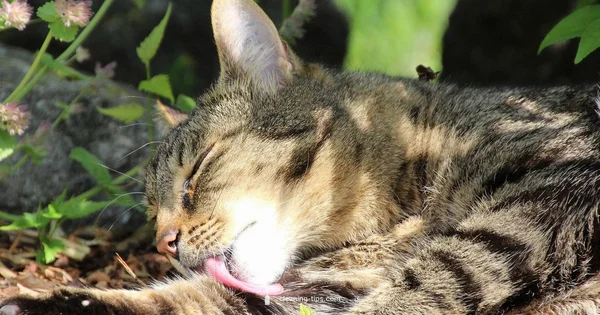 Cat Ear Care - Cleaning Tips