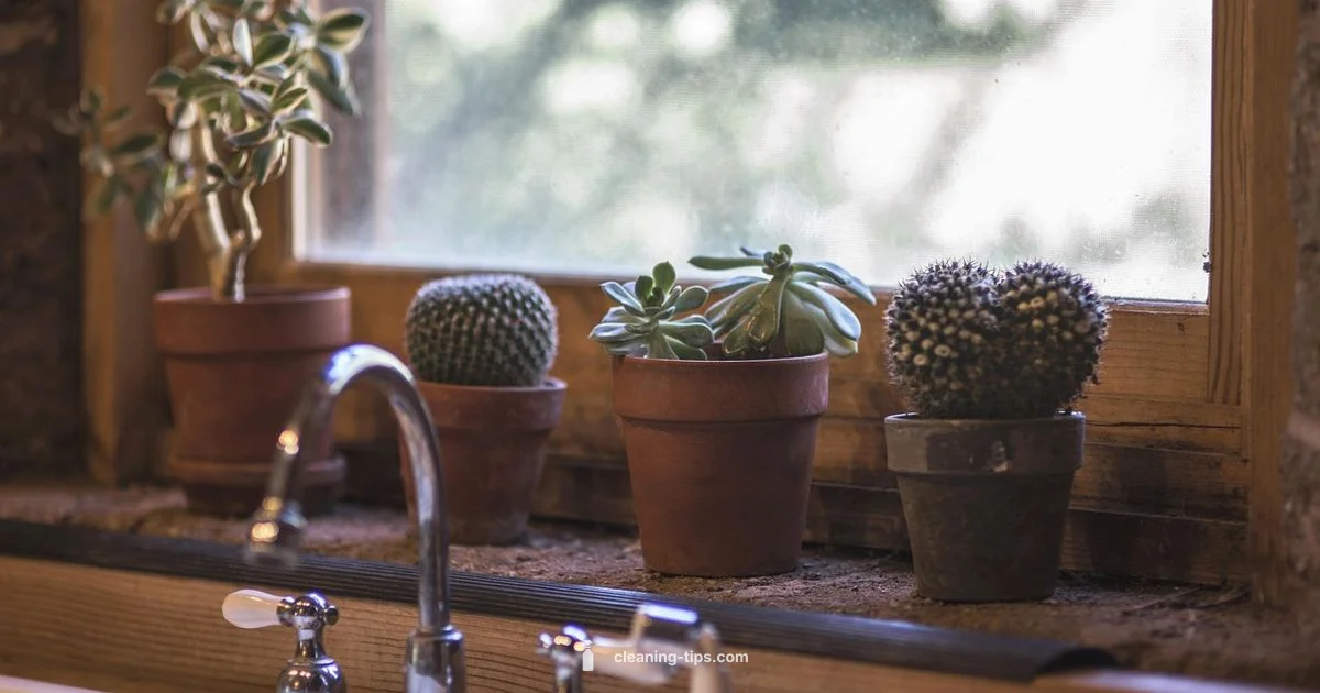 Whistle Clean Home - Cleaning Tips