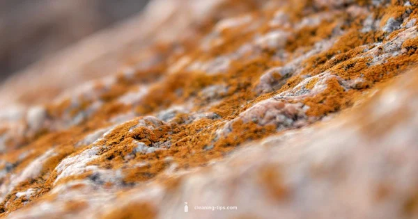 Mold Cleanup Costs - Cleaning Tips