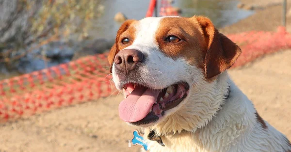 Tongue Health - Cleaning Tips